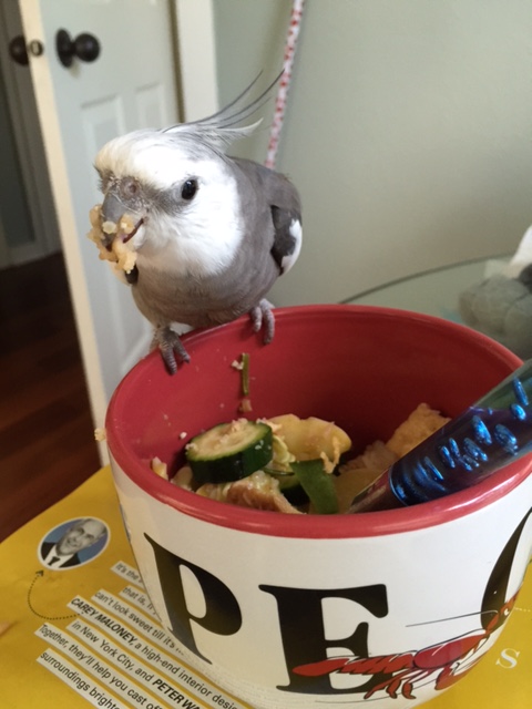 Finally, this surefire tactic is called the "You Want Some of This?!" Load as much of the dish onto your beak as possible while glaring fiercely. When the poacher finishes cowering in fear, they will quickly depart.