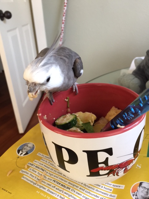 This tactic is called "The Lunge." Open your beak slightly, lean forward, and stare intently, like you have suddenly realized how delicious the poacher looks (which will have the desired effect - works every time!)