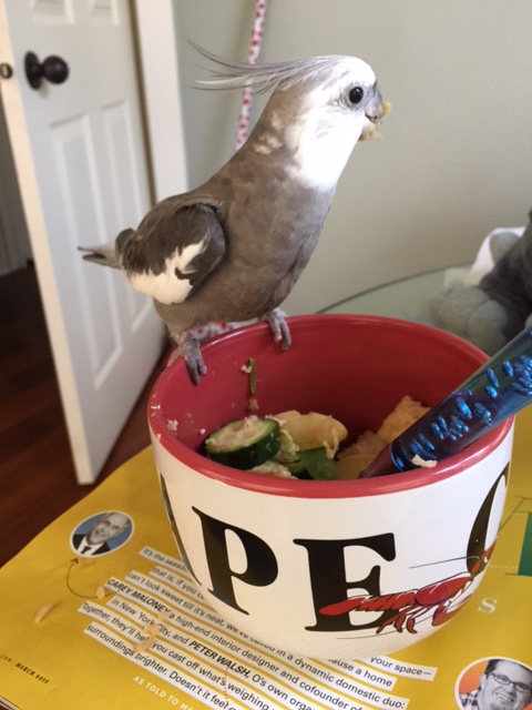This tactic is called "The Call for Backup." Look behind you while opening your beak and shrieking loudly (which will bring your large featherless assistant running). Intimidation through sheer size will send the poachers packing.