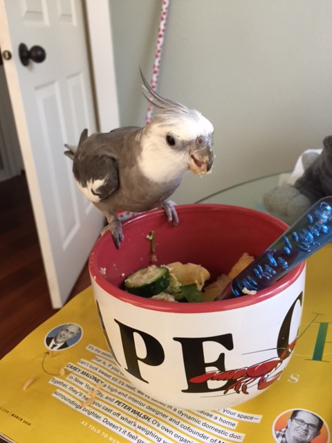 This tactic is called "The Beakmaster." Open your eyes wide and your beak wider, while leaning forward over the dish. 