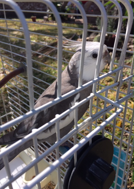 Ooooh! I think I see a competitor! He is grey and white like me. But his song is crazy - I can't imagine a ladybird going for all that.