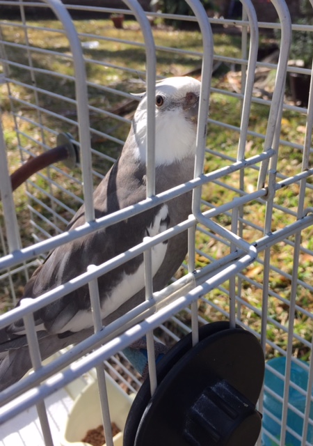 You've got to play it more cool to catch a ladybird's eye.