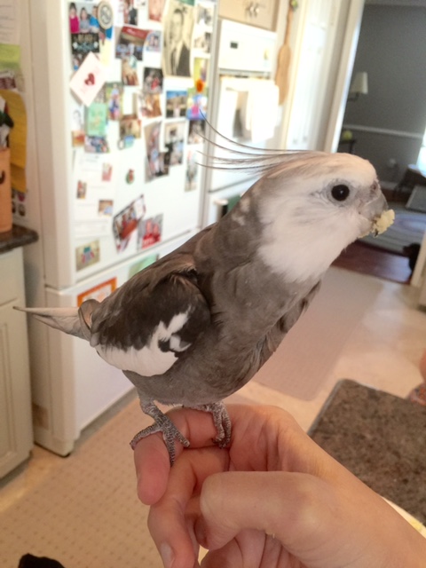 Sure, I'll help you - the key is to pile the mashed potatoes as high as possible on your beak.