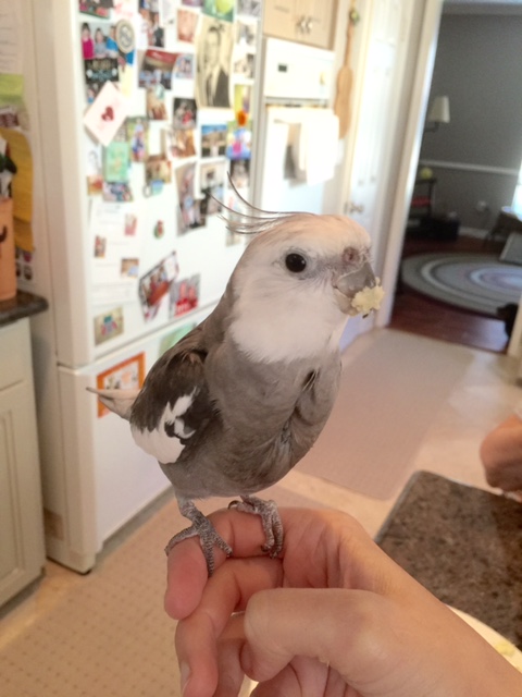 "BEAK," Mom, not "fork."