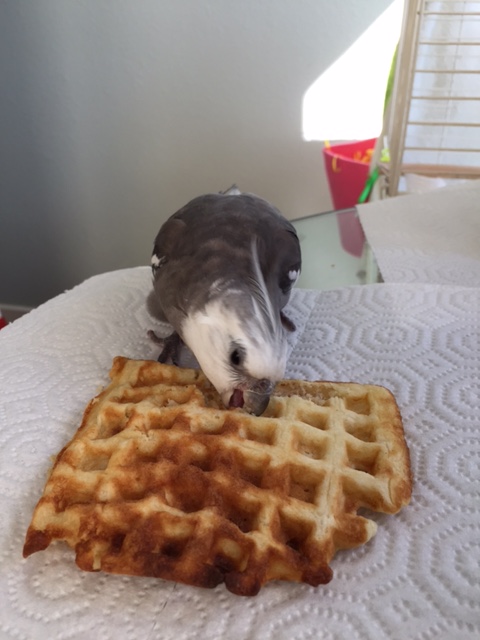 If ever there was a prop born to be eaten, it is this one.