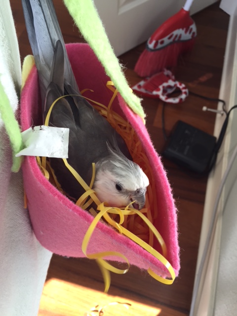 These strands have clearly been up to all sorts of mischief while I've been away.