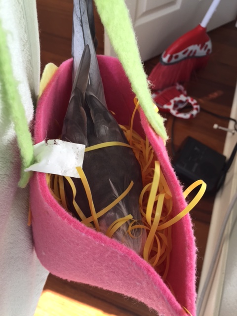 By the time I'm done with you lot, the ladybirds will be swooning when they see this nest!