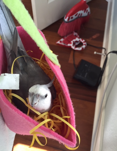 A shot of the fetching and feathery "manbird of the nest?" Great idea, Mom!