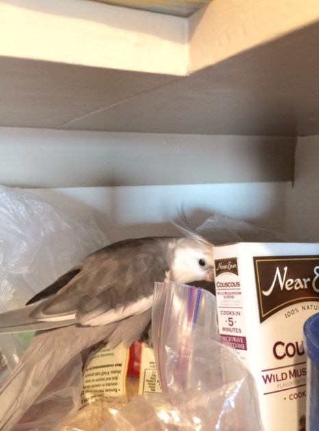 Yes, these other crinkly items show more promise.