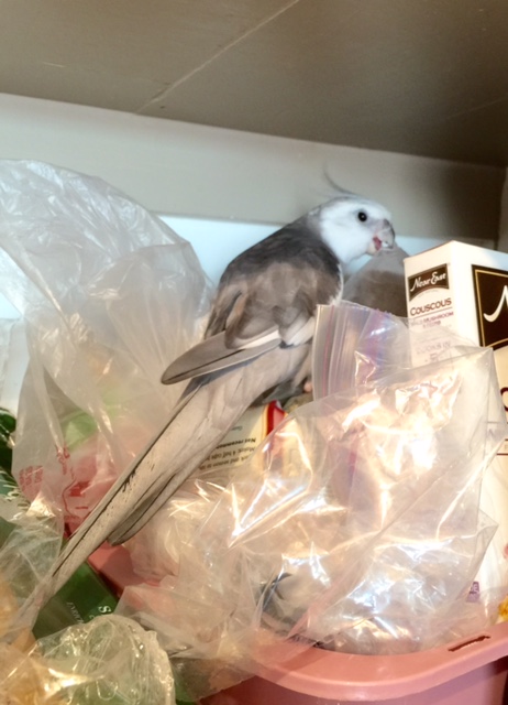 Yes, Mom, we need to take the items right here under my beak. Oh, and I'm hungry for waffles.