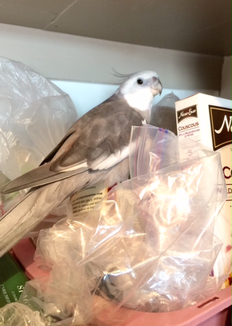 I can feel the enemy close by, but they'll never suspect me because I'm so cute.