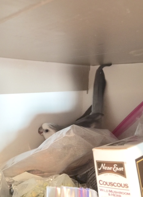 Good, solid back walls give it a high score for "security" (ladybirds scrutinize security).