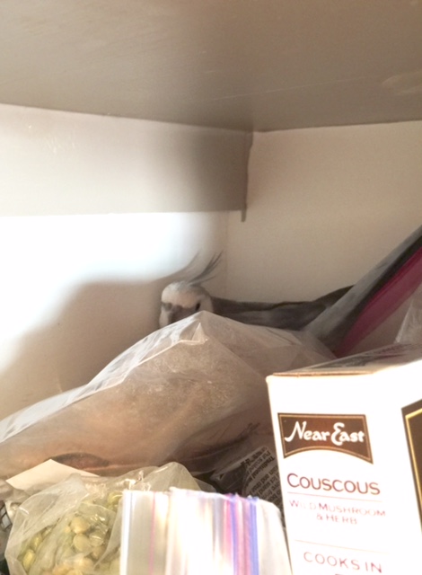 At first glance, this seems to have potential as a "secondary nest site." Now I need to put it through its paces.