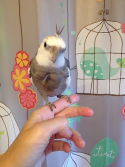 PearlBirdShowerCurtain