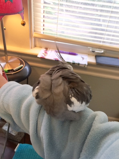 I'll just nip around the back to get to the wing feathers.....very fetching wings, if I do say so myself....