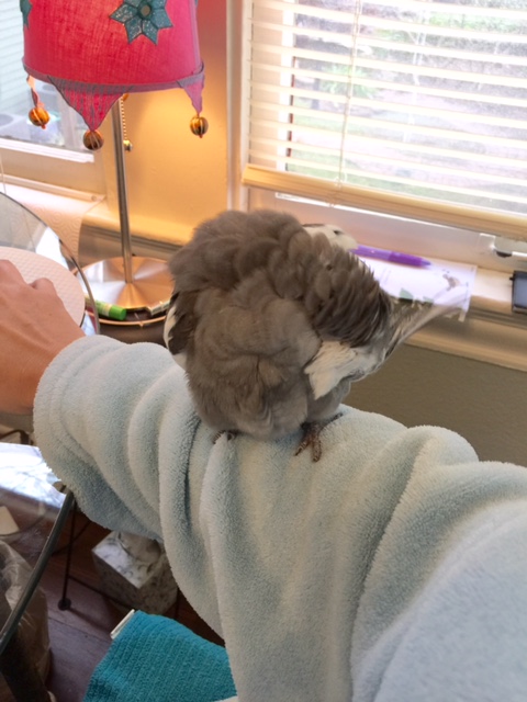 And for once the perch is stable too....good call to preen while she's got her hand on that odd white thing she's so fond of.