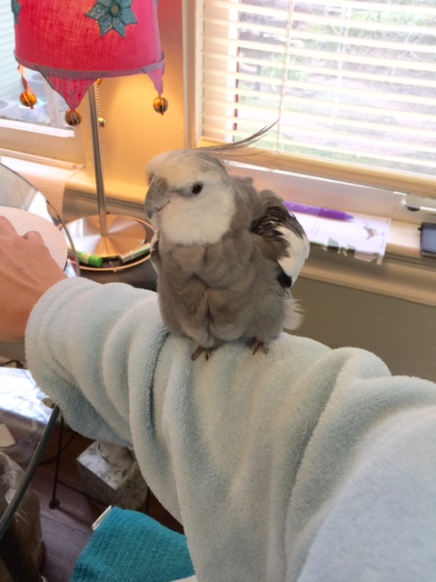 What do you mean, "big wings?" 