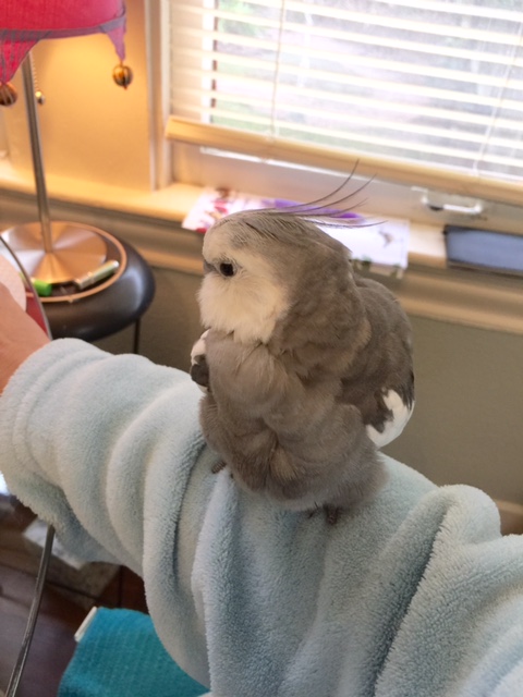 Now that I have a really soft and comfy perch, I think I'll do some preening.