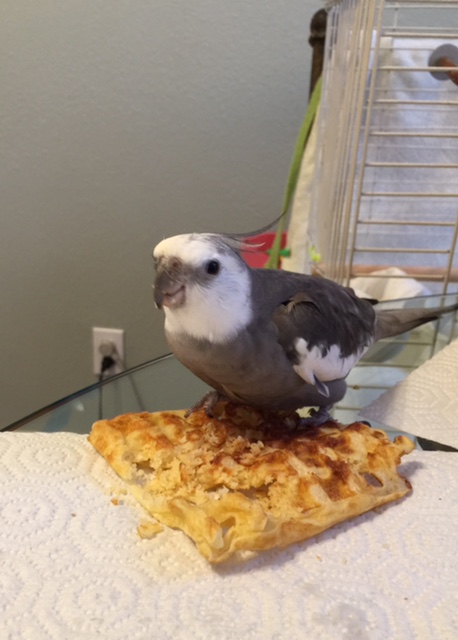 Mom, this waffle is hiding something. Do you know anything about this?