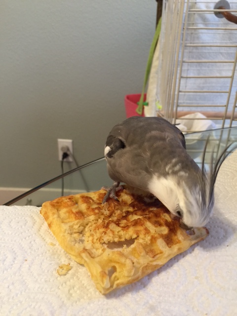 Nom, nom, nom....nomnomnomnom....