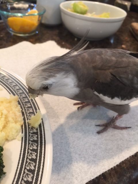 Hi. My name is Pearl. I'm a predator with feathers. Welcome to my lunch.