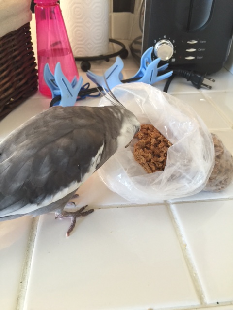 Well would you look at that! The large featherless waitress brought the correct order before I even gave it to her!