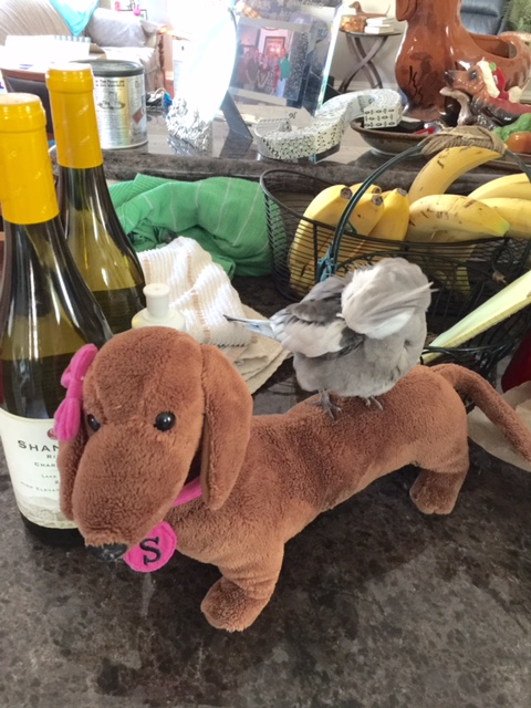 Now I'll do one featuring "preening" (a show of flock dominance).