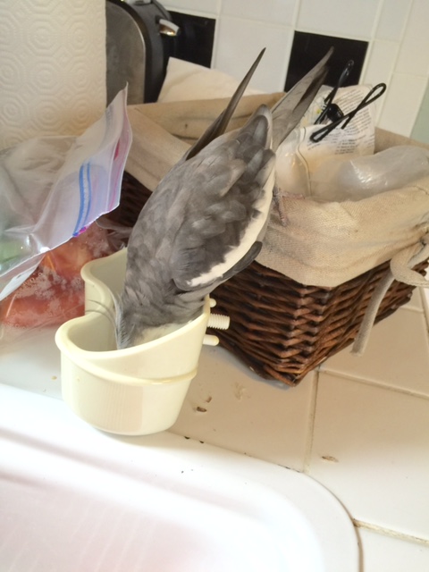 Nom, nom, nom......I can hear the flashbulbs popping and all the "ooohs" and "aaaahs" from onlookers.