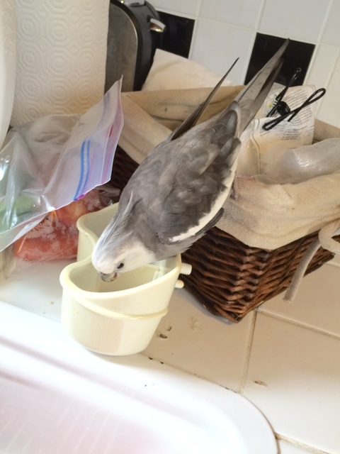 .007 is always ready to save the day with a daring stunt - even when he is in the middle of his breakfast!