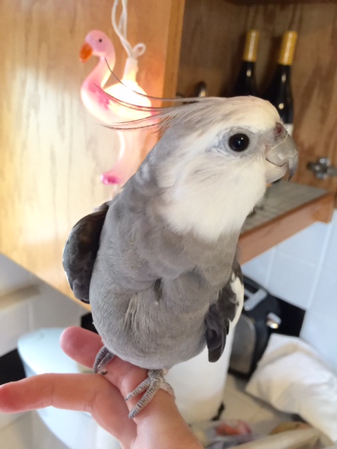 But now I must fly - I hear the distinct sounds of distressed waffles in need of rescuing!