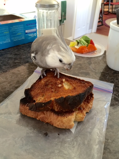 So let's start the "ingestion tutorial."