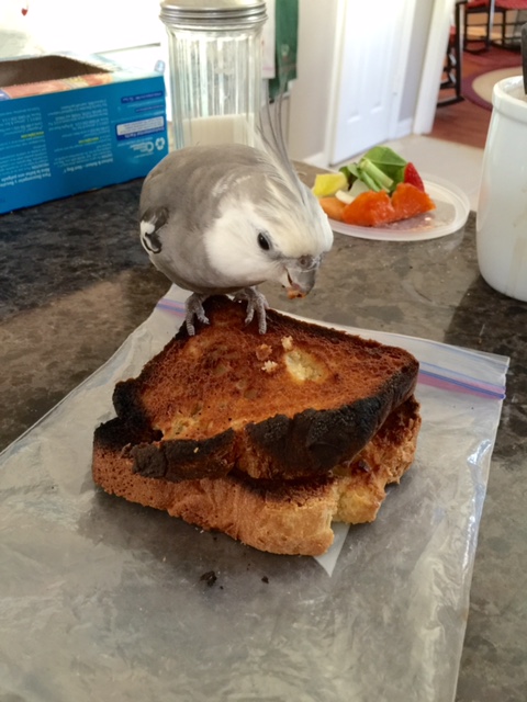 And then holding the bits in my beak so I can consume them.