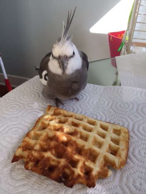 Do I have to model with this waffle? I'd rather eat it.