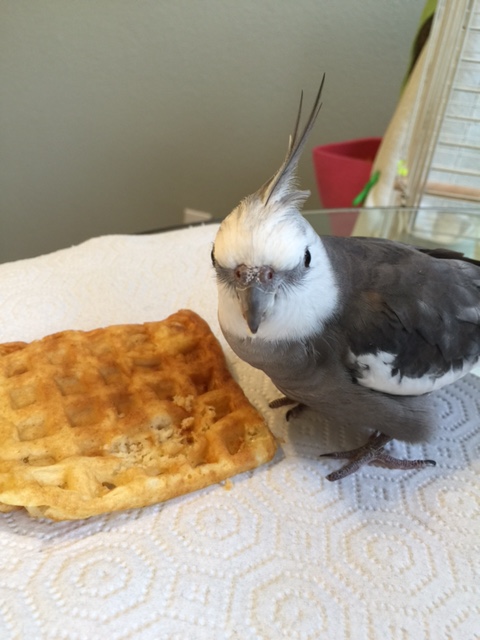 So long as you live, I pledge to guard you from all hungry featherless poachers like the one approaching us now....