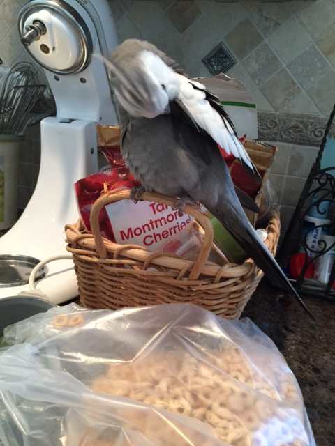 This perch is so nice and sturdy, I think I'll do a little preening.