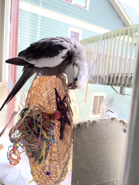 And the media will love it too - not many artists can work with such a difficult medium as wicker.