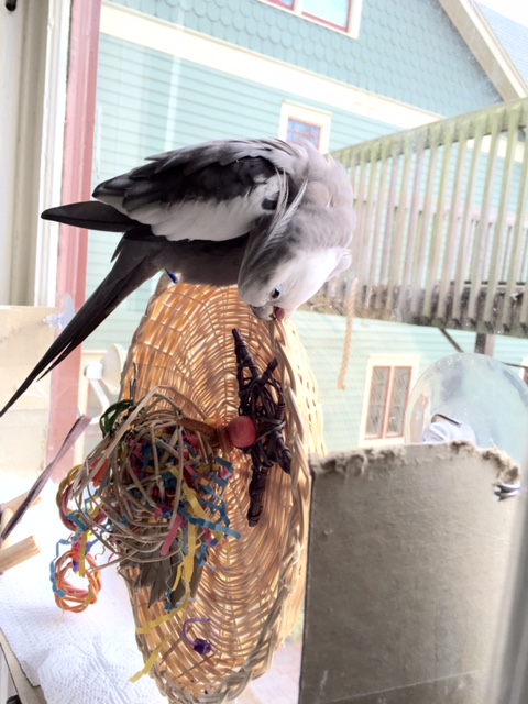 I will use the thousands of dollars this piece will fetch to move us closer to the Small Chef so I can have fresh waffles every day.