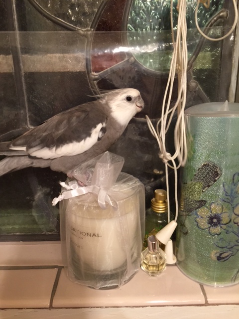  Hi. I'm the flock wrangler. I hear you've been causing trouble.