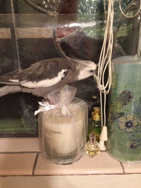 Unfortunately, there is only one being in this household who never has to wait in line.