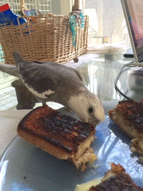 I can consume a whole prey and never once take my eye off either the poachers or the cheezer.