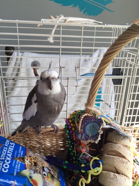 For this shot I'll display "cute prettiness" - to help the ladybirds visualize what their chicks will look like!