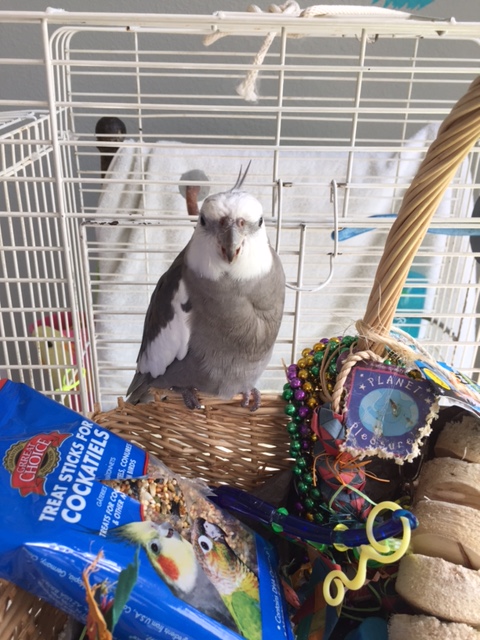  More subtle "fierce masculinity?" Good idea, Mom - we don't want to scare the ladybirds away!