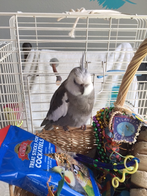 Next I'll do "nurturing cuteness" so the ladybirds can visualize me standing guard over the chicks.