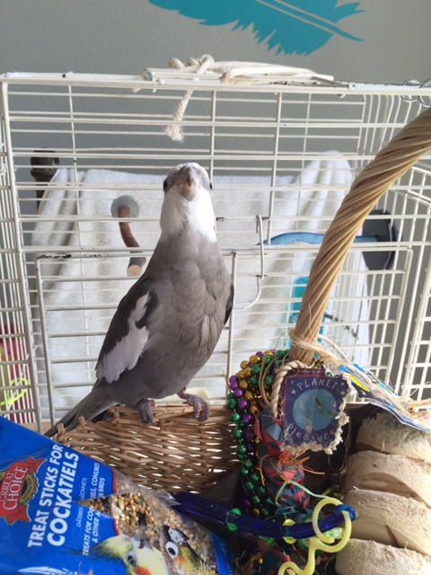 You're afraid we will overload the ladybirds with too much cuteness and prettiness? Good point - let's stop here for today.