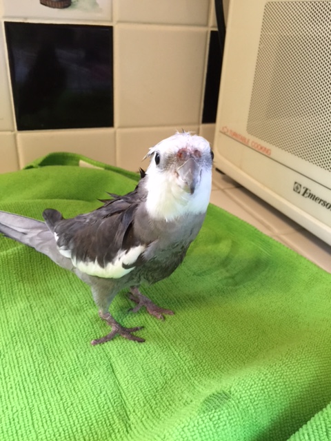 Okay, Mom, I'm soaked. Could you stand back a little - I don't want you blocking the ladybirds as they flock in.