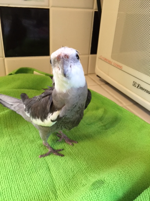 In fact, I think I hear the dainty sound of feminine wings now!