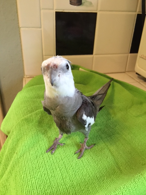 You think I need to drip more? To ramp up the "wet bird" scent ladybirds can't resist?