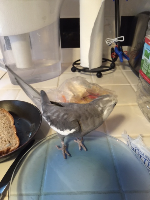 Oh - I didn't see you there. Are you here to audition for the "cheese" role?