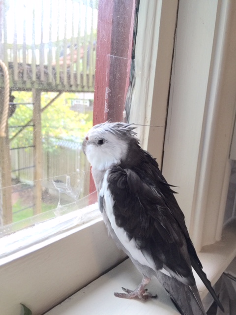 It is never safe to assume the hawk is unaware of your presence (even if it looks that way).