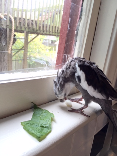 The statistical probability of success tends to be .... low.